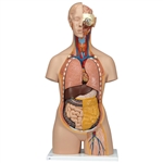 3B Scientific Classic Unisex Human Torso Model with Opened Neck and Back, 18 Part Smart Anatomy