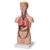 3B Scientific Mini Human Torso Model, 12 Part Smart Anatomy