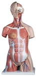 3B Scientific Deluxe Dual Sex Human Muscle Torso Model, 31 Part Smart Anatomy