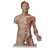 3B Scientific Life-Size Dual Sex Human Torso Model with Muscle Arm, 33 Part Smart Anatomy