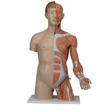 3B Scientific Life-Size Dual Sex Human Torso Model with Muscle Arm, 33 Part Smart Anatomy