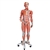 3B Scientific 3/4 Life-Size Dual Sex Human Muscle Model on Metal Stand, 45 Part Smart Anatomy