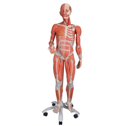 3B Scientific 3/4 Life-Size Female Human Muscle Model without Internal Organs on Metal Stand, 23 Part Smart Anatomy