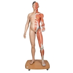 3B Scientific Life-Size Dual Sex Asian Human Figure, Half Side with Muscles, 39 Part Smart Anatomy