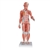 3B Scientific 1/2 Life-Size Complete Human Female Muscle Figure, without Internal Organs, 21 Part Smart Anatomy