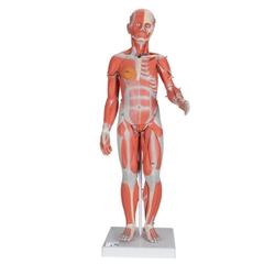 3B Scientific 1/2 Life-Size Complete Human Female Muscle Figure, without Internal Organs, 21 Part Smart Anatomy