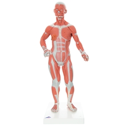 3B Scientific 1/3 Life-Size Human Muscle Figure, 2 Part Smart Anatomy