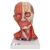 3B Scientific Head and Neck Musculature Model, 5 Part Smart Anatomy