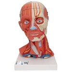 3B Scientific Head and Neck Musculature Model, 5 Part Smart Anatomy