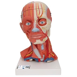 3B Scientific Head and Neck Musculature Model, 5 Part Smart Anatomy
