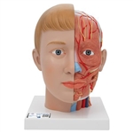 3B Scientific Human Head Model with Neck, 4 Part Smart Anatomy