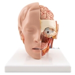 3B Scientific Human Head Model, 6 Part Smart Anatomy