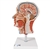 3B Scientific Half Head Model with Neck, Muscles, Blodd Vessels & Nerve Branches Smart Anatomy