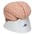 3B Scientific Human Brain Model, 8 Part Smart Anatomy