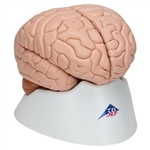 3B Scientific Human Brain Model, 8 Part Smart Anatomy