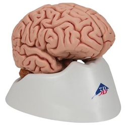 3B Scientific Classic Human Brain Model, 5 Part Smart Anatomy