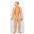 3B Scientific Human Nervous System Model, 1/2 Life-Size Smart Anatomy