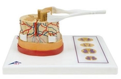 3B Scientific Human Spinal Cord Model, 5 Times Life-Size Smart Anatomy