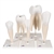 3B Scientific Human Tooth Models Set Classic Series, 5 Models Smart Anatomy