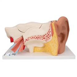 3B Scientific Human Ear Model, 3 Times Life-Size, 6 Part Smart Anatomy