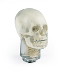 ERLER ZIMMER X-ray Phantom Head With Cervical Vertebrae (Transparent)