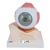3B Scientific Human Eye Model, 5 Times Full-Size, 7 Part Smart Anatomy