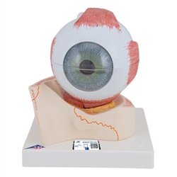 3B Scientific Human Eye Model, 5 Times Full-Size, 7 Part Smart Anatomy