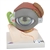 3B Scientific Human Eye Model, 5 Times Full-size, 8 Part Smart Anatomy