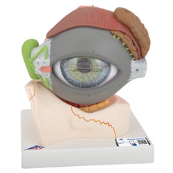 3B Scientific Human Eye Model, 5 Times Full-size, 8 Part Smart Anatomy