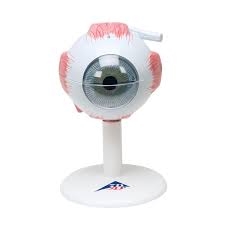 3B Scientific Human Eye Model, 3 Times Full-Size, 6 Part Smart Anatomy