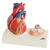 3B Scientific Life-Size Human Heart Model, 5 Parts with Representation of Systole Smart Anatomy