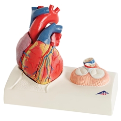 3B Scientific Life-Size Human Heart Model, 5 Parts with Representation of Systole Smart Anatomy