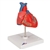 3B Scientific Classic Human Heart Model, 2 Part Smart Anatomy