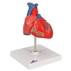 3B Scientific Classic Human Heart Model, 2 Part Smart Anatomy