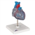 3B Scientific Classic Human Heart Model with Conducting System, 2 Part Smart Anatomy