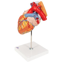 3B Scientific Human Heart Model with Esophagus and Trachea, 2 Times Life-Size, 5 Part Smart Anatomy