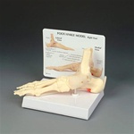 Foot and Ankle Model