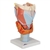 3B Scientific Human Larynx Model, 2 Times Full-Size, 7 Part Smart Anatomy