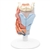 3B Scientific Human Larynx Model, 2 Part Smart Anatomy