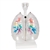 3B Scientific CT Bronchial Tree Model with Larynx & Transparent Lungs Smart Anatomy