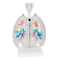 3B Scientific CT Bronchial Tree Model with Larynx & Transparent Lungs Smart Anatomy