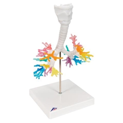 3B Scientific CT Bronchial Tree Model with Larynx Smart Anatomy