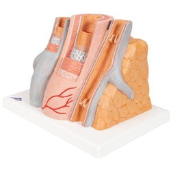 3B Scientific 3B Micro Anatomy Artery & Vein Model, 14 Times Enlarged Smart Anatomy