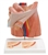 3B Scientific Inguinal Hernia Urology Model Smart Anatomy