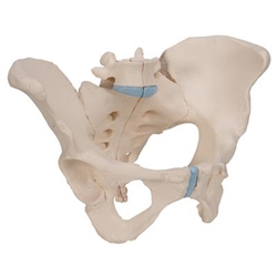 3B Scientific Female Pelvis Skeleton Model, 3 Part Smart Anatomy