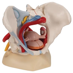 3B Scientific Human Female Pelvis Skeleton Model with Ligaments, Vessels, Nerves, Pelvic Floor Muscles & Organs, 6 Part Smart Anatomy