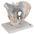 3B Scientific Human Male Pelvis Skeleton Model with Ligaments, 2 Part Smart Anatomy