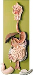 Human Digestive Tract Model