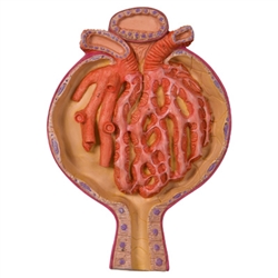 3B Scientific Model of Malpighian Corpuscle of Kidney, 700 Times Full-Size Smart Anatomy