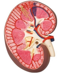 3B Scientific Kidney Section Model, 3 Times Full-Size Smart Anatomy